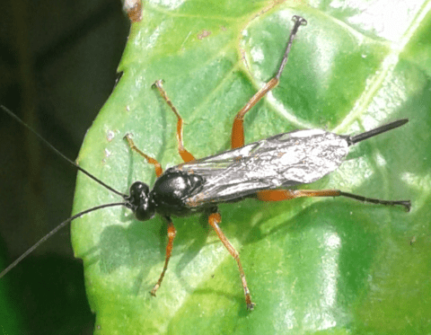 Ichneumonidae : femmina di Pimpla sp.?